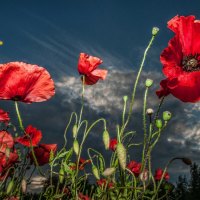 Red poppy