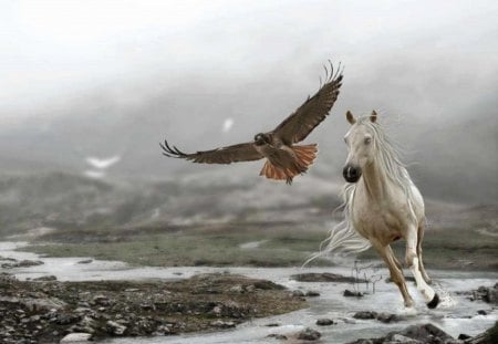 What Freedom Means - eagle, water, horse, animals