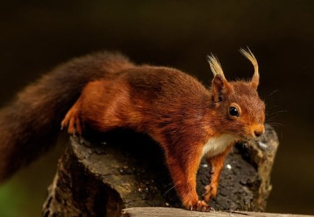 Squirrel - animal, stock, tree, squirrel