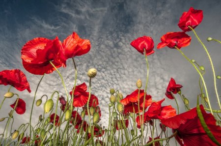 Red poppies - sky, poppies, clouds, red