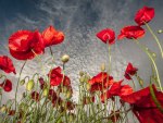 Red poppies