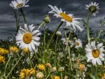 White flowers