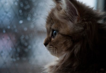 Fluffy - droplets, window, cat, kittens, water, cute