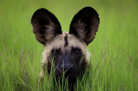 wild dog, botswana - boswana, grass, dog, wild