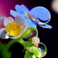 water drops on the flower