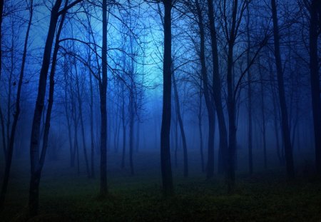 Blue Mist - tree, forest, mist, blue