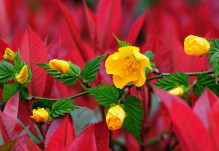 Flowers - nature, yellow, red, green, flowers, flower