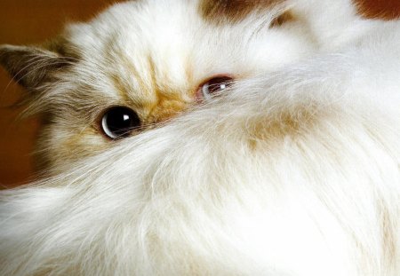 Himalayan cat 3 - Himalayan, feline, cute, paws, cat