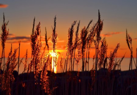 Golden grass - nice, sky, sundown, water, sunset, shine, reflection, pretty, river, grass, rays, lake, sunlight, light, summer, shore, lovely, nature, beautiful, sunrise