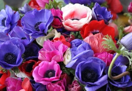 Colourful Flowers - violet, red, pink, blue