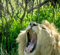 SLEEPY KING