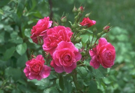 Lovely Roses - leaves, green, roses, red