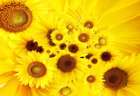 Sunflowers - brown, flowers, yellow, petals