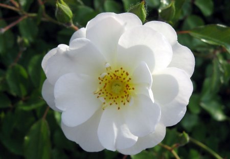 White Rose - rose, white, flower, leaves