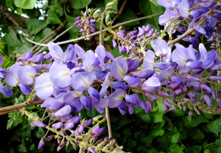 purple flowers-1 - flower, purple, tree, green