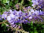 purple flowers-1