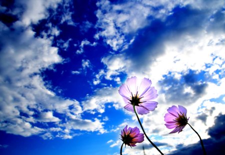 SPRING MELODY - flowers, clouds, nature, spting, sky