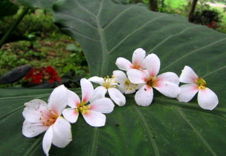 Tung Blossom - fallen flowers, trail, beautiful, leaf, tung blossom