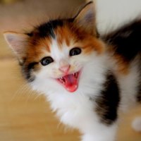 CUTE KITTY