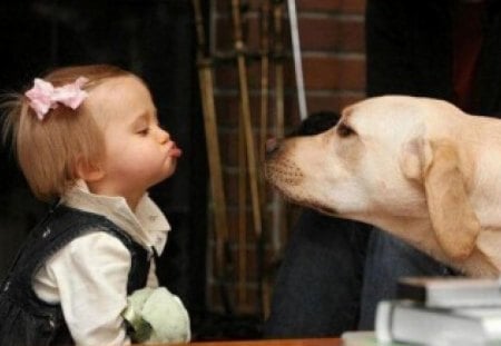 Cuteness Alert!!! - tongue, girl, yellow lab, friends