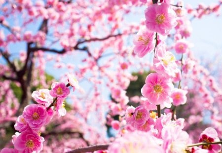 Cherry Flowers - cherry blossom, pink, flowers, photo, sakura, macro, nature