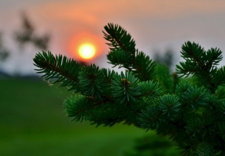 Sunset - green, tree, sunset, beautiful