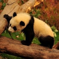 Adorable Panda Bear