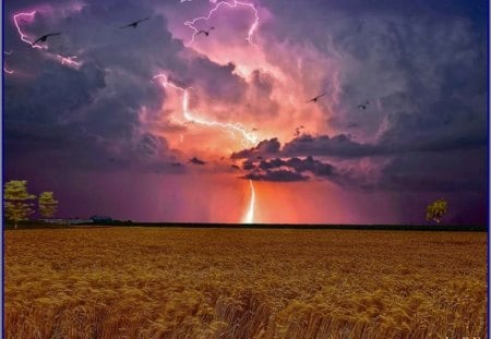 rain clouds - clouds, wheat, tree, sky