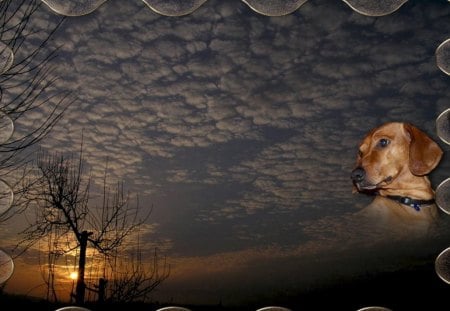 The dog - clouds, dog, sunset, tree