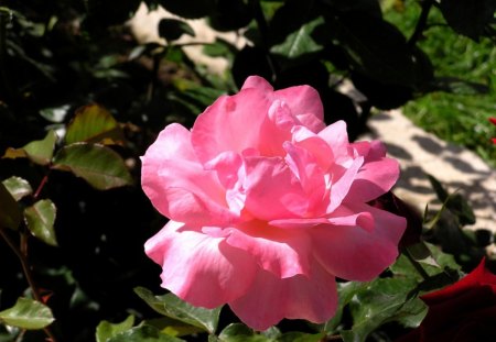 Pink Rose - leaves, petals, pink, rose