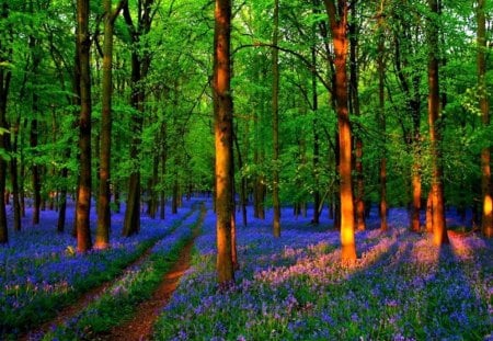 Bluebells - trees, sunlight, forest, bluebells, green