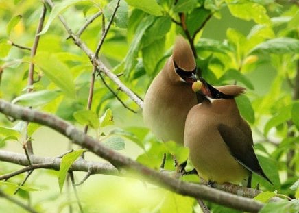 Waxwing pair - branches, Waxwings, birds, mates, tree, leaves