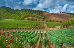 beautiful rows of young fruit trees