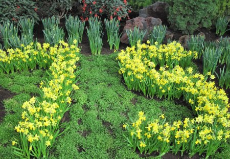 75 years battle with Cancer - garden, flowers, photography, yellow, daffodils, green