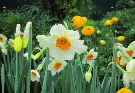 Daffodils day at the garden - Flowers, yellow, garden, green, photography, daffodils, orange