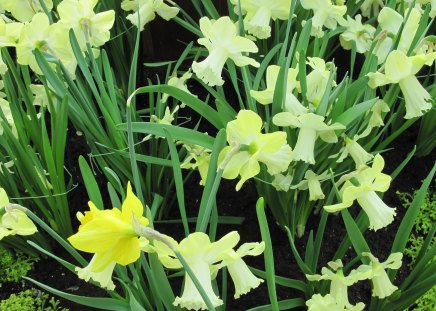 Daffodils celebration day events - Flowers, yellow, garden, green, photography, Daffodils