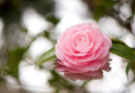 Pink Camellia - pink camellia, photography, water, tender, rose, lovely, nature, reflection, pink, camellia, petals, beautiful, flower, drops