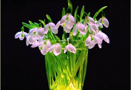 In the light - light, pink, water, green, flowers, vase