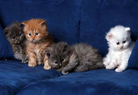 4 Bundles Of Joy - cats, kittens, animals, photography