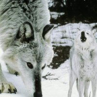 Listen To Me Mom HOWL