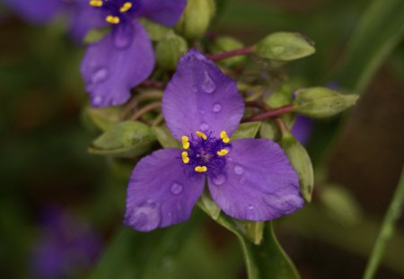 Purple Flowers - macro, foilage, plants, garden, flower