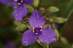 Purple Flowers