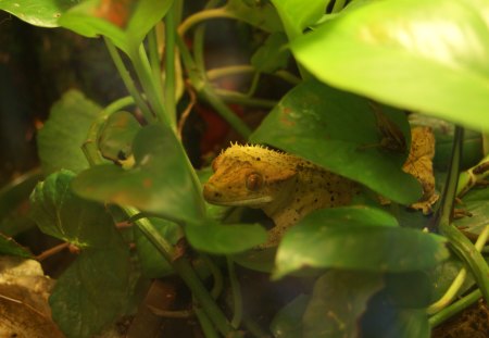 Lizard In Hiding - nature, amphibian, gecko, lizard, reptile