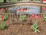 Bicycle In Tulips With Ducks