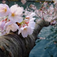 BEAUTIFUL BLOSSOMS