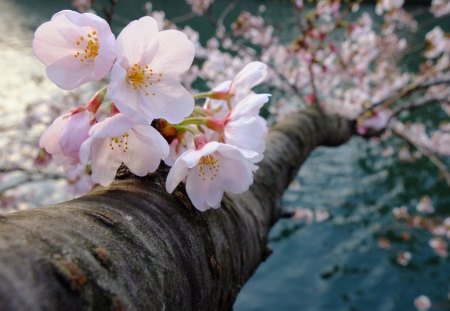 BEAUTIFUL BLOSSOMS - flowers, beautiful, blossoms, cherry