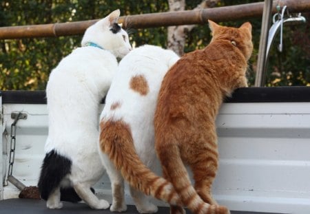 THREE STANDING CATS - standing, three, cute, cats