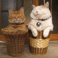 BASKETS FULL OF CATS