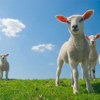 Spring lambs