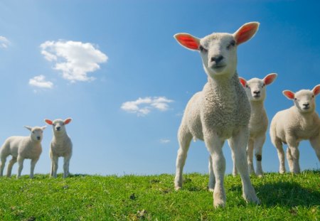 Spring lambs - lambs, animal, sheep, cute, spring